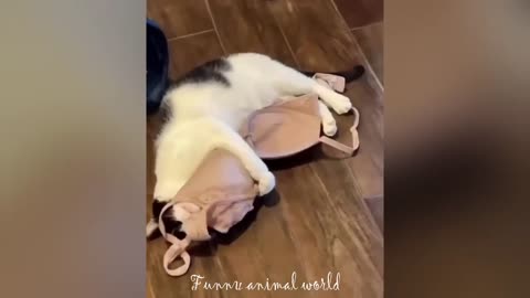 Funny cat videos | Funny animal videos | cats fail moments 2024 | funny dog video | cute funny cats