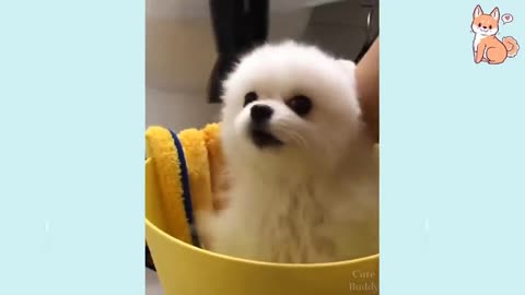 Cute Funny Dog || How Cute Little Puppy Dog 🐶🐶🐶🐶