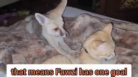 On this wonderful Caturday night, Fawzi fox is giving Fergi a massage and bath. How romantic 😍😂