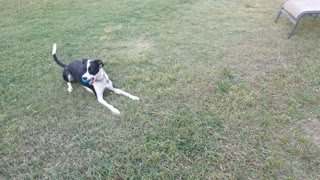 Our two German Shorthairs and one Australian Shepherd wrestling and playing