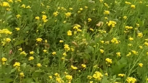 Natural views of Custard Flowers