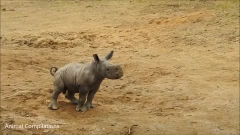 Baby Rhinos Funniest Compilation||Must Watch||