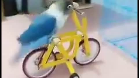 The Smart Bird