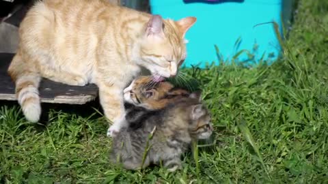 Kitten enjoying mom's love