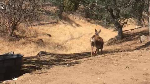 My grandson feeding a deer tortillas