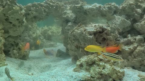 Many fish inside the aquarium_Cichlid