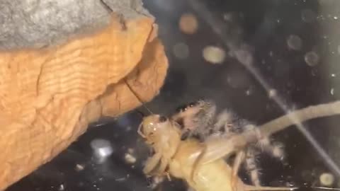 Jumping Spider Takedown