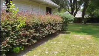 Hedge Trimming Before and After