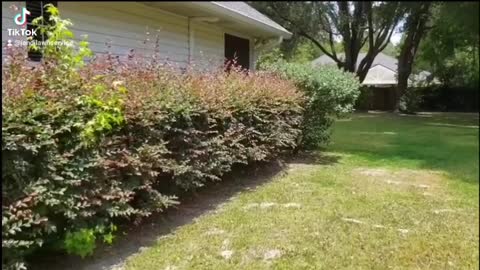 Hedge Trimming Before and After