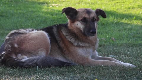 Innocent Stray Dog Sitting In The Grass