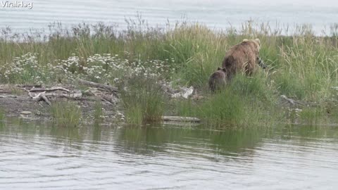 Bear Cub Rides Across River in Style