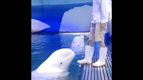 White Dolphin is a great video