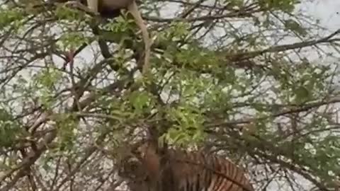 Tiger reached to hunt monkey