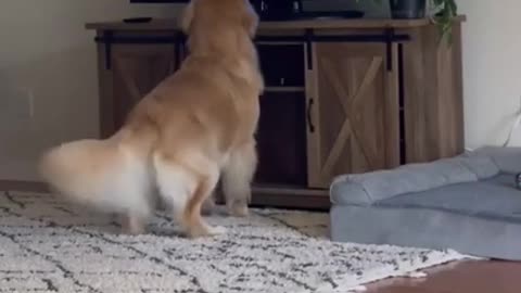 funny video dog watching tv