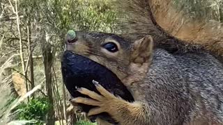 Squirrel Snacks on Tasty Avocado