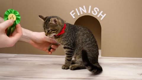 Giant labyrinth maze for kittens