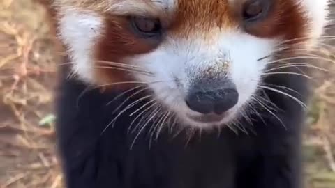 Little Red Panda Eating Grapes