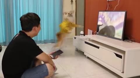 He watched the dog's reaction while watching TV.