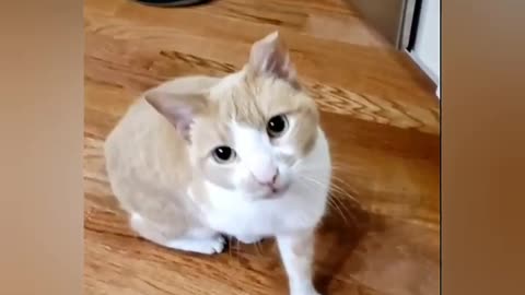 Very funny and amazing cats