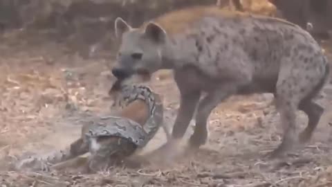 Nature's Retribution: Eagle Defends Eaglet from Leopard Attack (Wildlife Encounter)