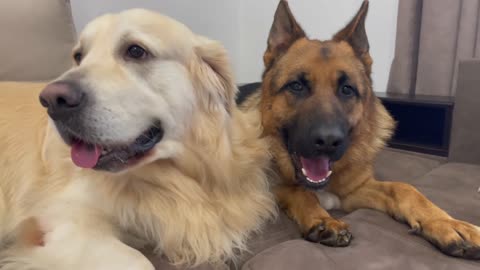 Golden Retriever and German Shepherd are Cutest Friends!