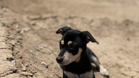 Another Life Lesson From My Puppy Rocket: Run as if You’re Running for a Prize