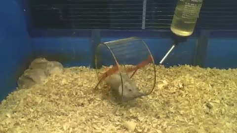 While one hamster eats from the bowl, the other will work out on the wheel [Nature & Animals]