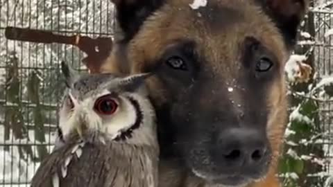 A Dog and Owl Best Friends for Life Enjoying the Snowy Morning