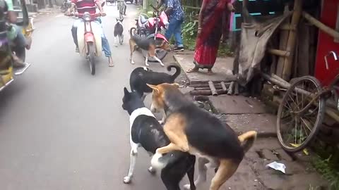 Street dogs fight for Matting Natun Bazar, + Magura