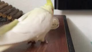 Smart Cockatiel Fetch Ball