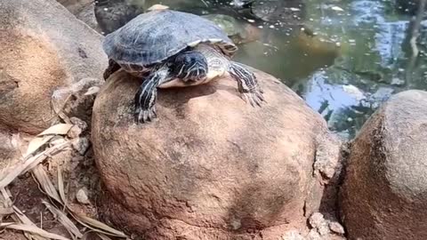 Tortoise pushpa 🤣