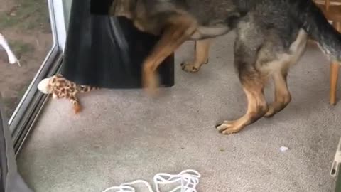 German shepard gets head stuck in black trash can