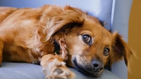 cute dog Fur brown