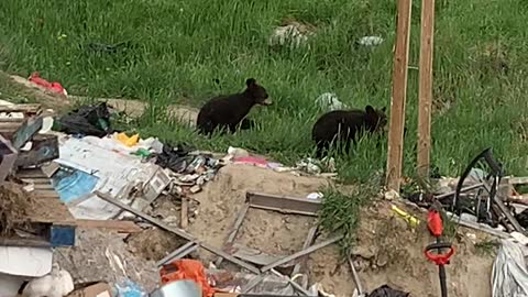 Groups of Bears Gather at Trash Dump