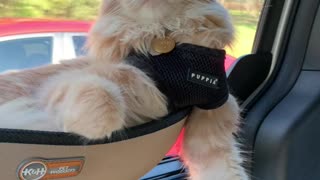 Cat Rides in Comfort for Road Trip