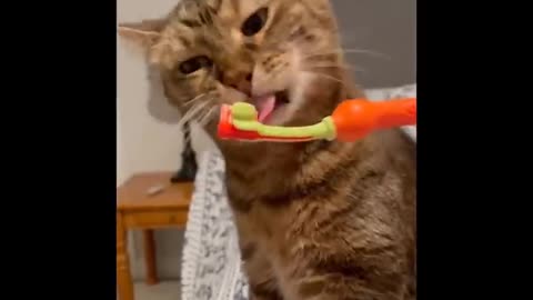 Funny Cat Compilation