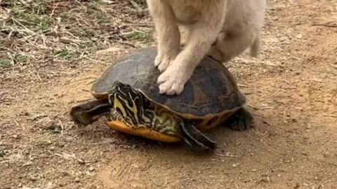 A dog can drift even if he rides a tortoise .