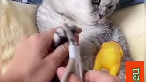 Furious Cat 🐱 Understands the need to stay alive