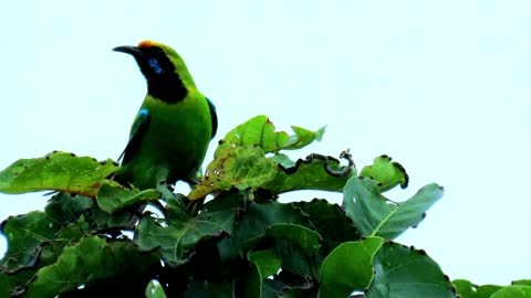 golden-fronted leafbird call