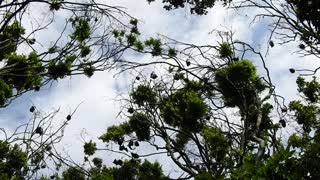 Flying Foxes of Wingham Nature Reserve