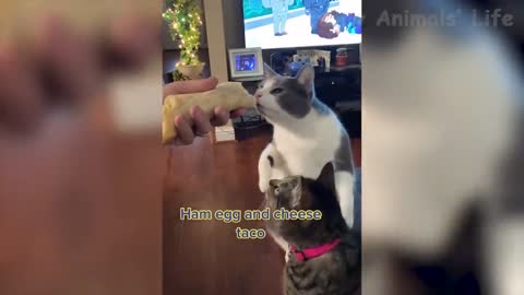 I più divertenti video di cani e gatti - I migliori video divertenti di animali 2022 😇