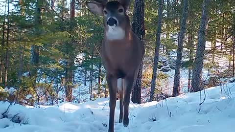 Trail cam. Big buck