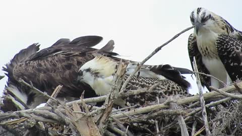 Mother Osprey Feeding Babies @ Venus Ranch