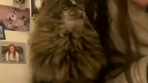 Kiss the cat and see his reaction