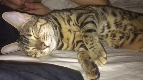 Bengal Cat Sleep Talks