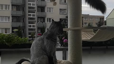 MaineCoon Jasper jumps on the scraper