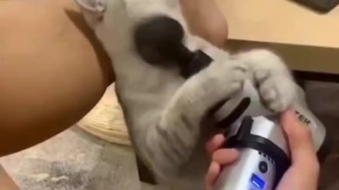 My cat enjoy massage