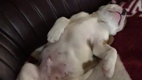 American Bulldog Puppy sleeping