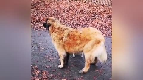 Puppy Loves Its Duck Buddy