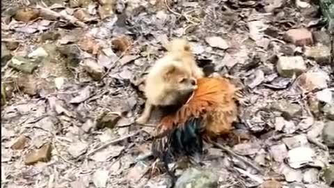 sencational fights between dogs and chickens.